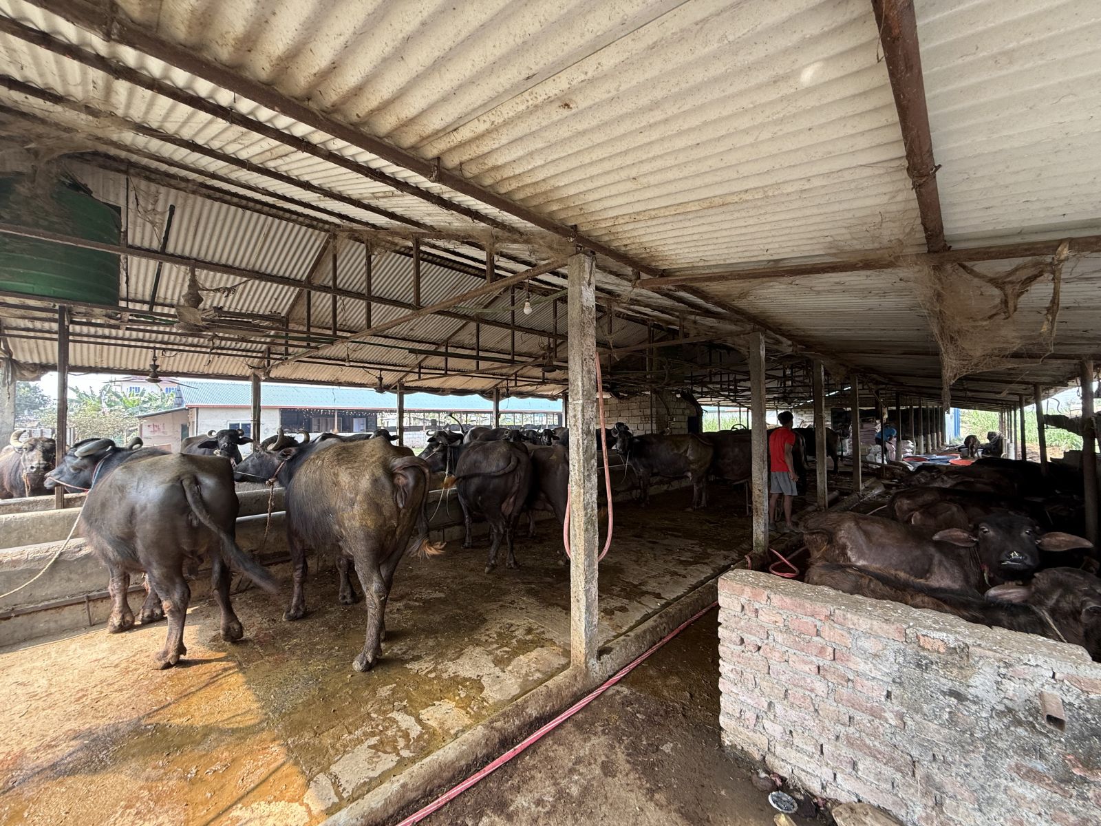 Padampur Pasu Palan Firm